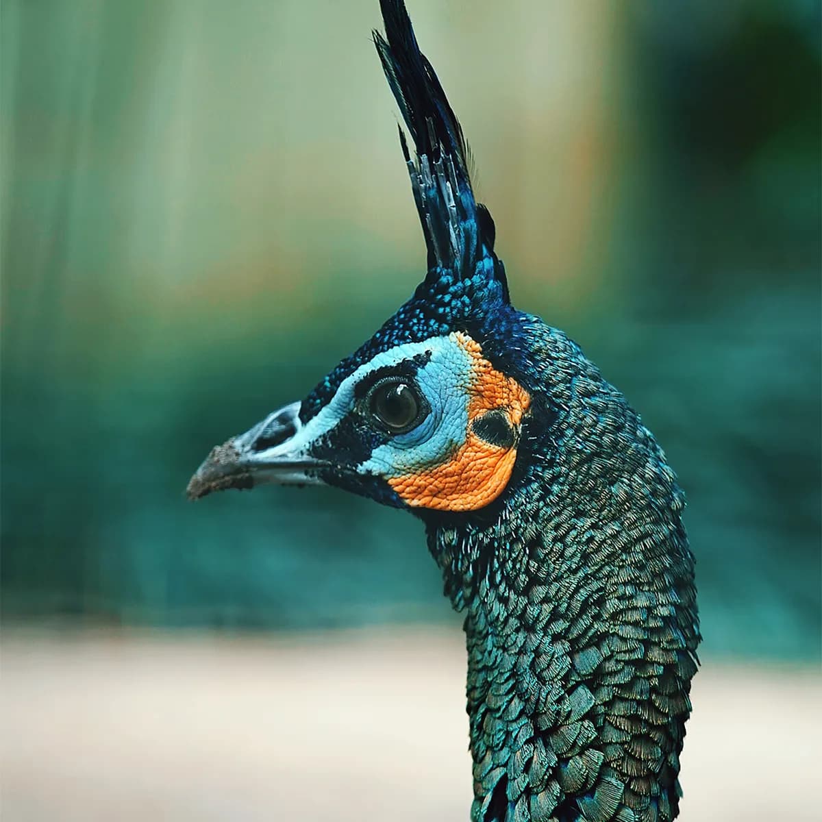 How to Convert iPhone Photos to JPG: Step-by-Step Guide