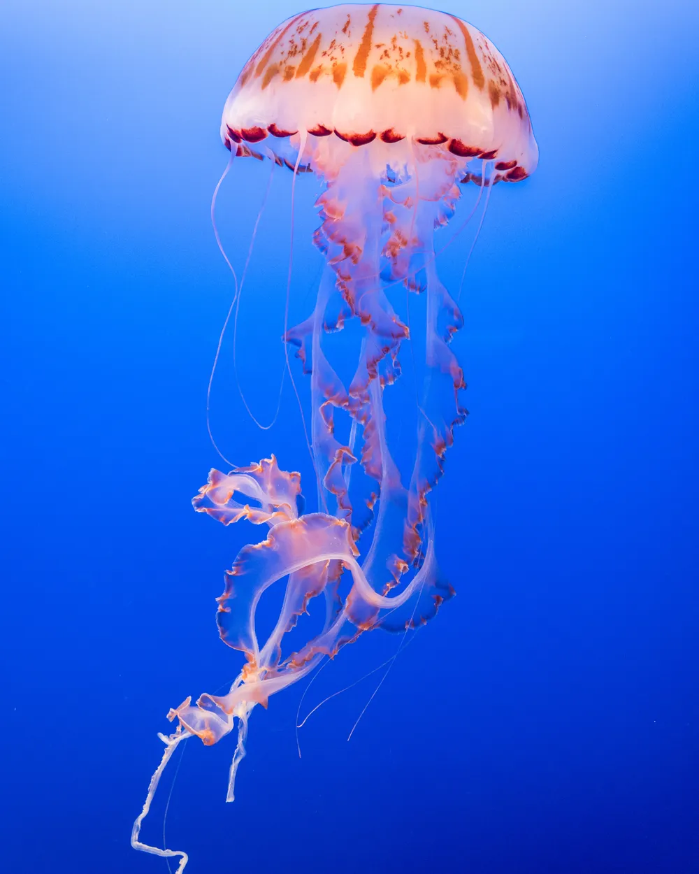 Our HEIC to PNG Converter