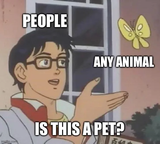 How to Make Memes
