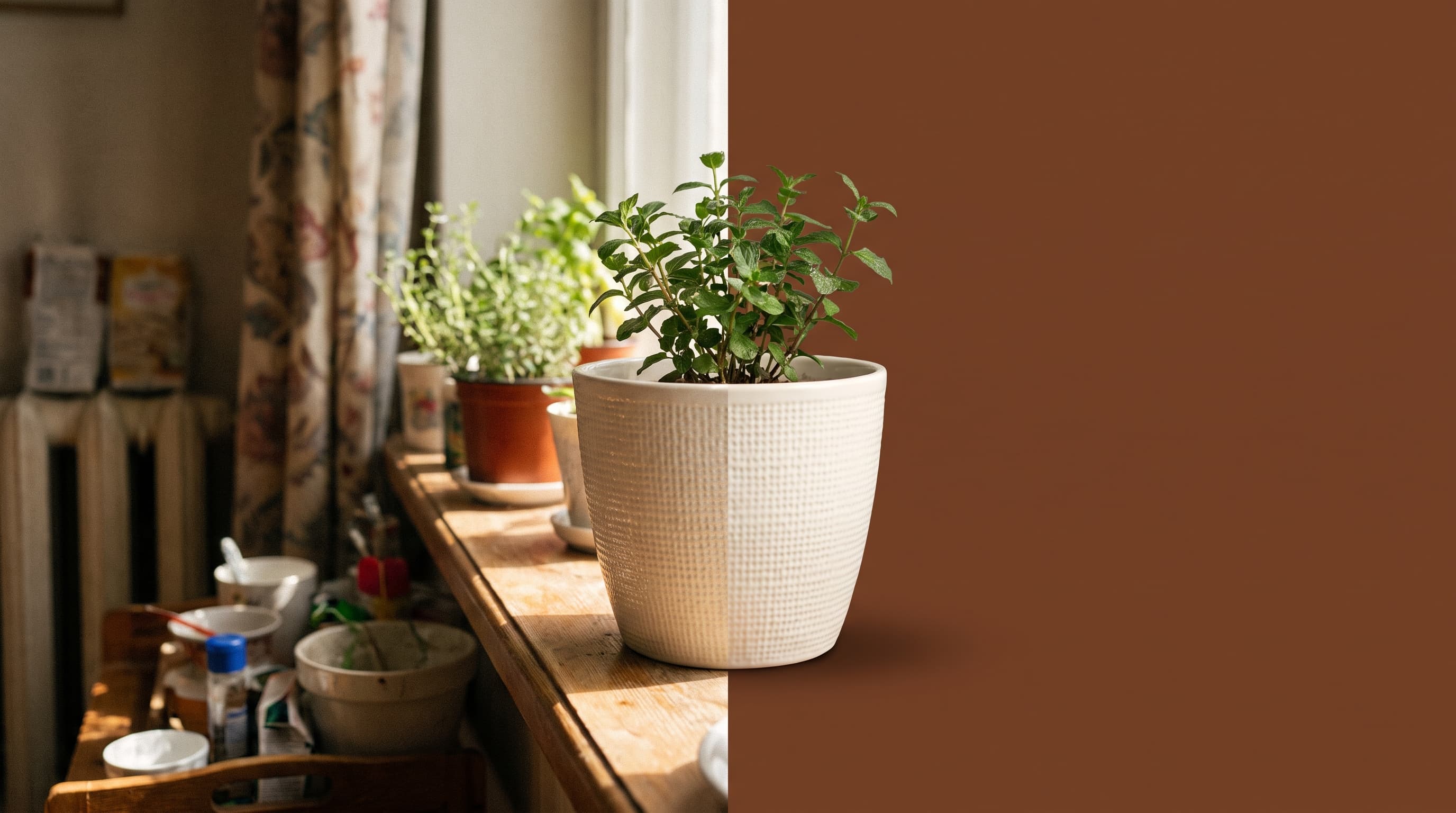 A cream ceramic planter with a small green plant on a sunny windowsill on the left, cut out onto a flat chocolate brown background on the right