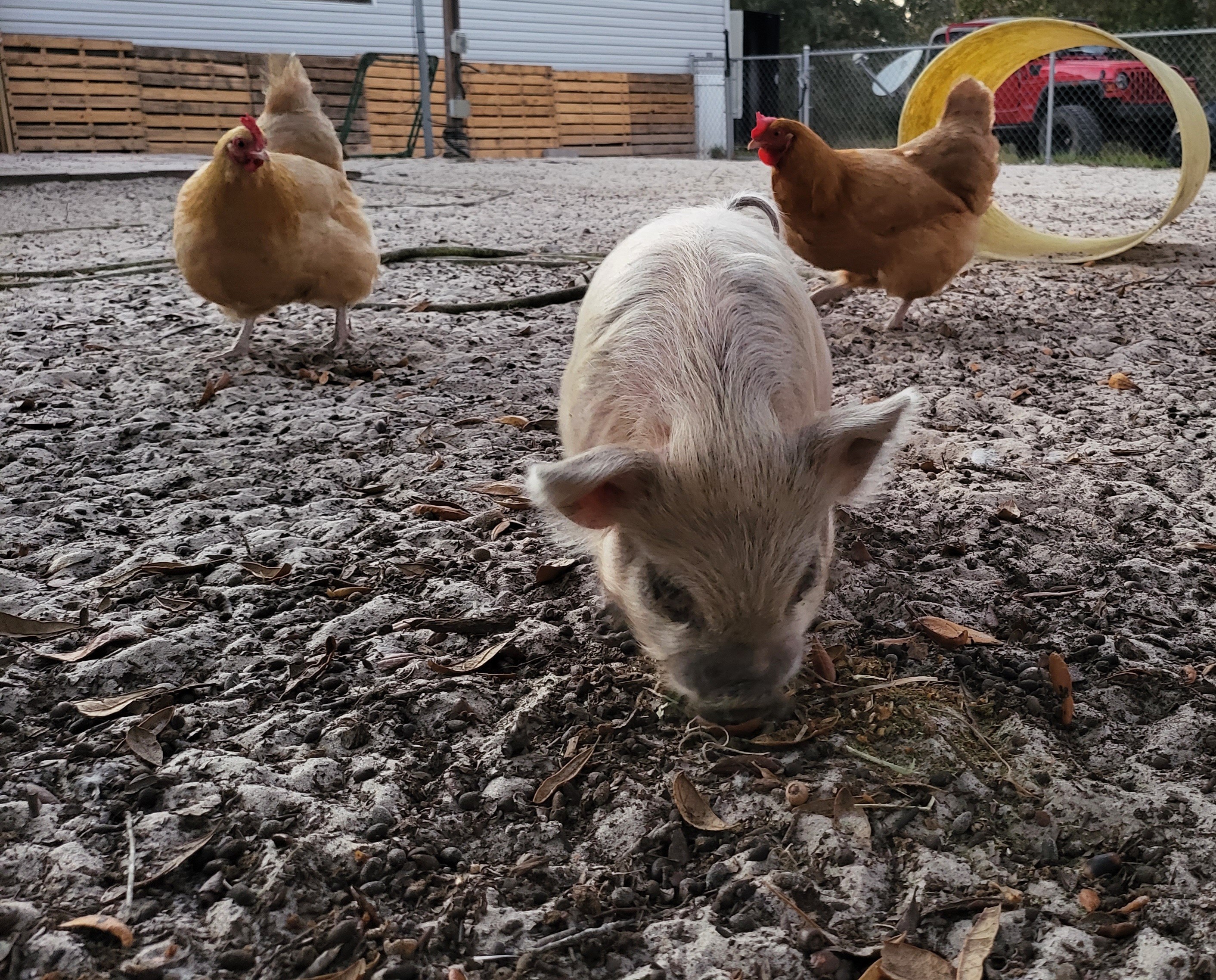 Rescued farm animals